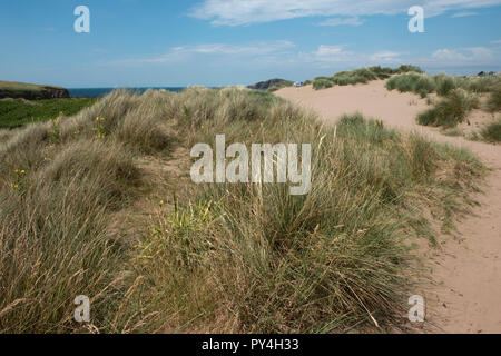Evening primrose and marram grass growing on Bantham Beach controlling wind erosion on the sand dunes, South Devon, July Stock Photo