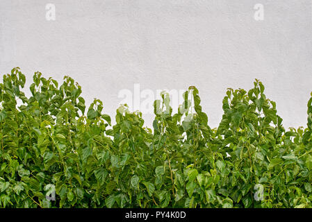 Green plants growing near the white stucco wall Stock Photo