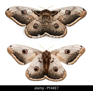 The largest European Moth, the Giant Peacock Moth, Saturnia pyri, in front of white background Stock Photo