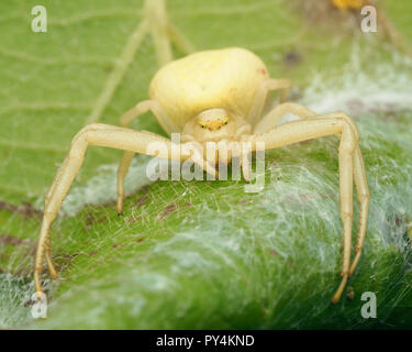 Female Crab spider (Misumena vatia) guarding her eggs. Tipperary, Ireland Stock Photo