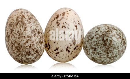 Three House Sparrow eggs, Passer domesticus, in front of white background Stock Photo