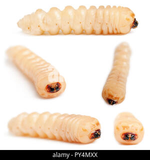 Longhorned Beetle larvae, Cerambycidae Sp, in front of white background Stock Photo