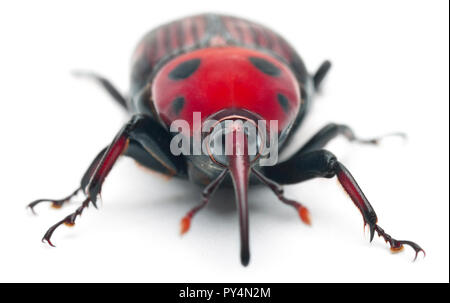 Female Red palm weevil, Rhynchophorus ferrugineus, 3 weeks old, in front of white background Stock Photo