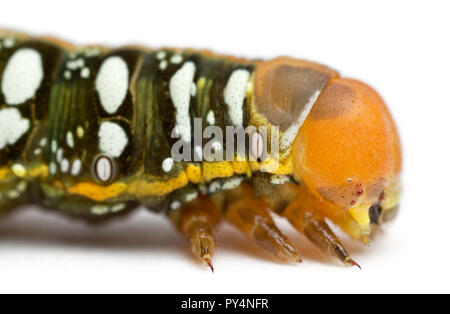 Spurge Hawk, Hyles Euphorbiae, caterpillar, against white background Stock Photo