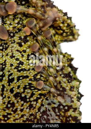 Mossy Frog, Theloderma corticale, also known as a Vietnamese Mossy Frog, or Tonkin Bug-eyed Frog, close up against white background Stock Photo
