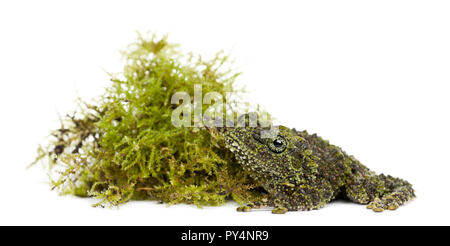 Mossy Frog next to Moss, Theloderma corticale, also known as a Vietnamese Mossy Frog, or Tonkin Bug-eyed Frog, portrait against white background Stock Photo