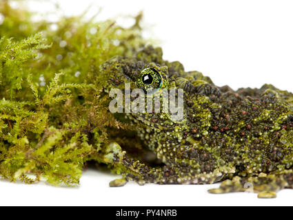 Mossy Frog next to Moss, Theloderma corticale, also known as a Vietnamese Mossy Frog, or Tonkin Bug-eyed Frog, close up against white background Stock Photo