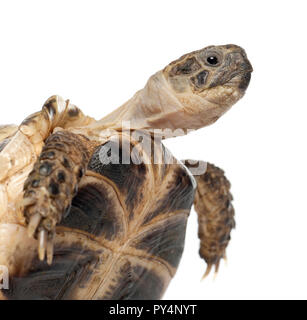 Young Russian tortoise, Horsfield's tortoise or Central Asian tortoise, Agrionemys horsfieldii, close up against white background Stock Photo