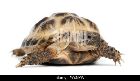 Young Russian tortoise, Horsfield's tortoise or Central Asian tortoise, Agrionemys horsfieldii, against white background Stock Photo