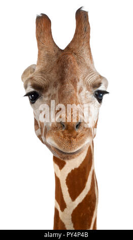 Close-up of a Somali Giraffe facing, Giraffa camelopardalis reticulata, (2,5 years old) isolated on white Stock Photo