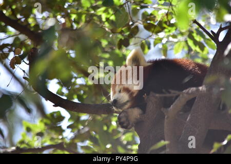 Red Panda in Barcelona Stock Photo