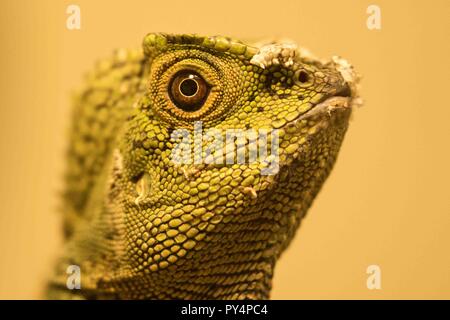 Chameleon Forest Dragon (Gonocephalus chamaeleontinus) Stock Photo