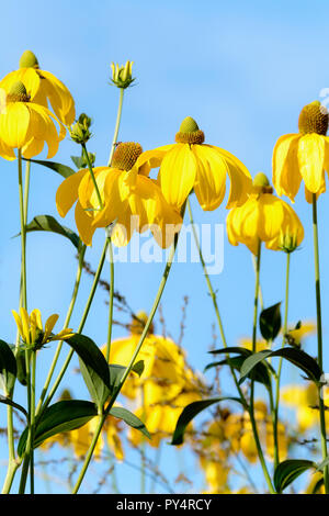 Golden yellow flowers of Rudbeckia 'Autumn Sun' (Rudbeckia Nitida 'Herbstsonne') against a blue sky background Stock Photo