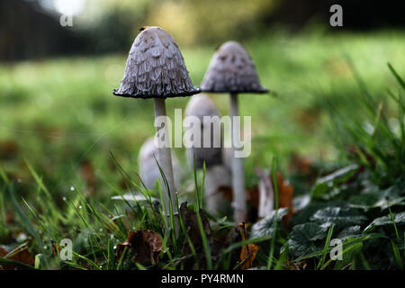 Wild mushrooms at Westonbirt Stock Photo
