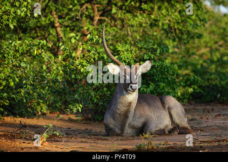 Waterbuck bull resting in early morning sun. Lost one horn probably due to a territorial  fight. Kobus ellipsiprymnus Stock Photo