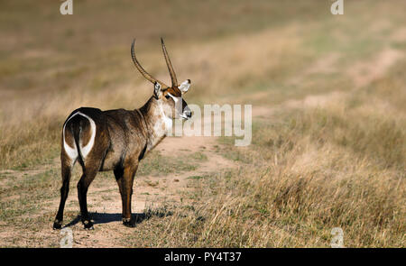 Waterbuck bull staring at camera with writing, copy space. Kruger National Park. Kobus ellipsiprymnus Stock Photo