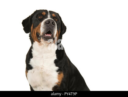 Portrait of a great swiss mountain dog on a white background looking up in a horizontal image Stock Photo