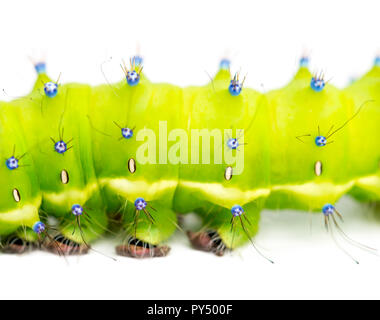 Caterpillar of the Giant Peacock Moth, Saturnia pyri, against white background Stock Photo