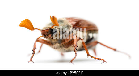 Male Cockchafer, Melolontha melolontha, also known as May bug, Mitchamador, Billy witch or Spang beetle against white background Stock Photo