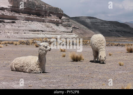 two alpacas in front of rock formation Stock Photo