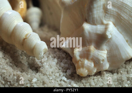 macrophotography of snail shells lying on sand at beach Stock Photo