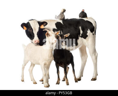 Veal, 8 months old, standing with a Polish chicken and a hen lying on its back and two goats standing in front of him in front of white background Stock Photo