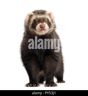 Ferret, 9 months old, looking at the camera in front of white background Stock Photo