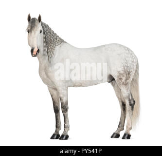 Side view of a Male Andalusian with plaited mane, 7 years old, also known as the Pure Spanish Horse or PRE, Stallion against white background Stock Photo