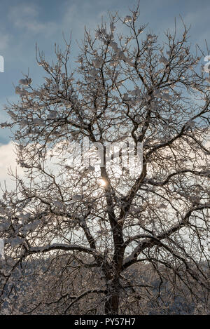 Branches of tree covered in snow and frost against the sun Stock Photo