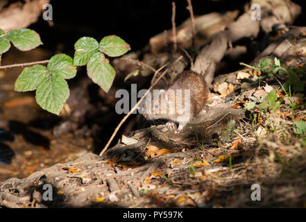 Brown Rat, Rattus norvegicus, in woodland, Hampstead Heath, London, United kingdom, British Isles Stock Photo