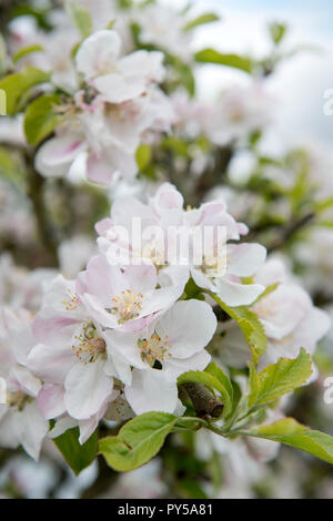 Spring blossom on an apple tree, UK Stock Photo