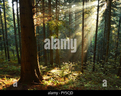 Beautiful autumn dawn in pine forest Stock Photo