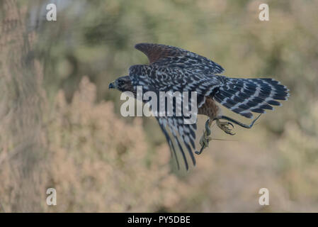 A red shouldered hawk (Buteo lineatus) that has just caught a garter snake and is carrying it back to its perch to eat it. Stock Photo