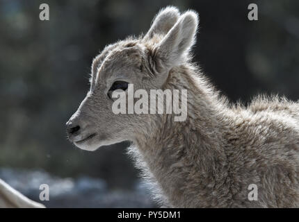 Young Mountain Goat in Kananaskis Country Stock Photo