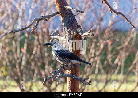 Close upp of a Spotted nutcracker (Nucifraga caryocatactes) sitting on a pine branch, picture from Northern Sweden. Stock Photo