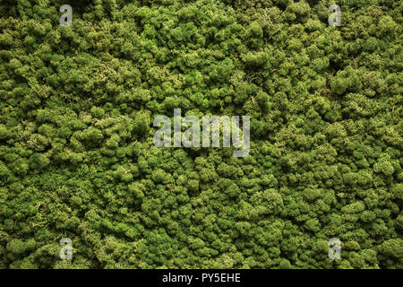 Moss texture. Moss background. Green moss on grunge texture, background Stock Photo