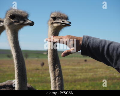 Close up head shots of Ostriches on Ostrich Farm in South Africa Stock Photo