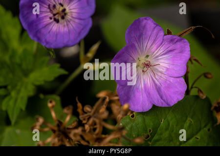 Color outdoor floral image of a single isolated wide open pink blooming female geranium / cranesbill flower on natural blurred background Stock Photo