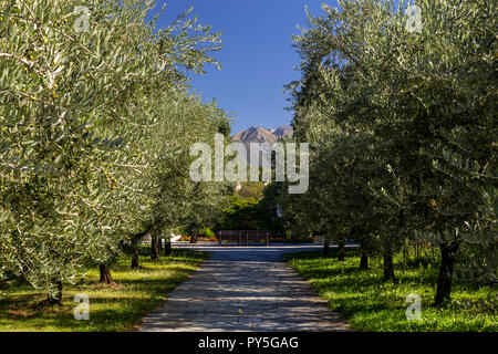 Olive grove at the monastary of Santa Maria di Piona on Lake Como, Italy Stock Photo