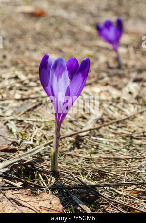 First violet crocus flowers on early spring Carpathian mountains plateau. Stock Photo