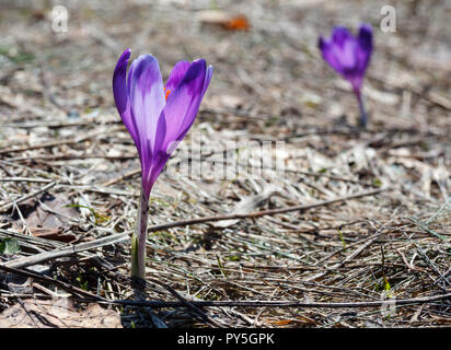 First violet crocus flowers on early spring Carpathian mountains plateau. Stock Photo