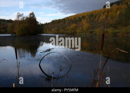 Parc Cwm Darren, South Wales. 25th Oct 2018. UK Weather: A general view during A sunny Autumn day at Parc Cwm Darran in Bargoed , South Wales on Thursday 25th October 2018. picture by Andrew Orchard/Alamy Live News