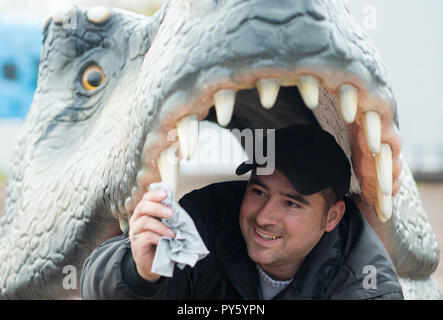 26 October 2018, Saxony-Anhalt, Magdeburg: ILLUSTRATION - Guliano Reinhard from the exhibition 'Dinosaur' polishes the teeth of a Tyrannosaurus Rex. The model is part of the dinosaur exhibition which will take place in Magdeburg on 27 October 2018. Until 04 November 2018, 80 life-size dinosaurs can be viewed there. Photo: Klaus-Dietmar Gabbert/dpa-Zentralbild/ZB Stock Photo