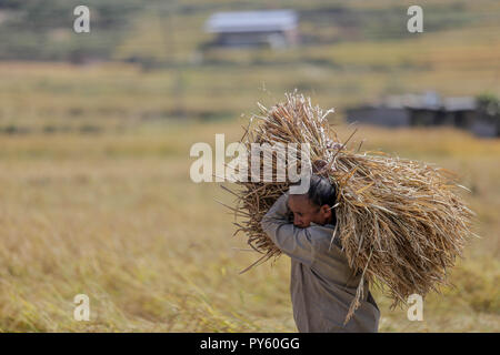 Nepal Crops Rice Nepalese farmer harvests rice crops at the paddy field. Agriculture ...