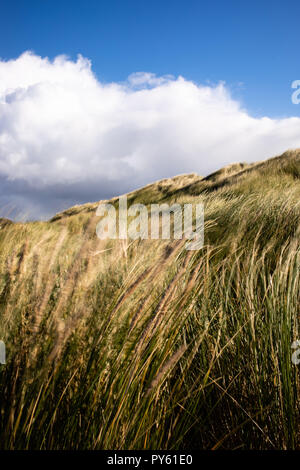 Gower Peninsula, Swansea, UK. 26th October 2018. Marram grass sways in a cold north westerly wind while the billowing clouds of white and grey bring brief showers under an otherwise blue sky. Broughton Bay sand dunes on the Gower peninsular near Swansea, Wales, Credit: Gareth Llewelyn/Alamy Live News. Stock Photo