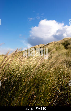 Gower Peninsula, Swansea, UK. 26th October 2018. Marram grass sways in a cold north westerly wind while the billowing clouds of white and grey bring brief showers under an otherwise blue sky. Broughton Bay sand dunes on the Gower peninsular near Swansea, Wales, Credit: Gareth Llewelyn/Alamy Live News. Stock Photo