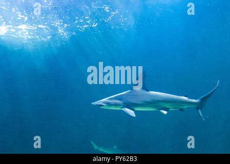 Hammer Head Shark cruising Stock Photo