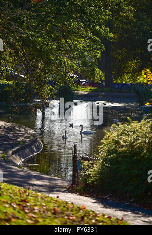 A pair of Mute Swans Cygnus olor on Queens Park pond in Brighton UK Stock Photo