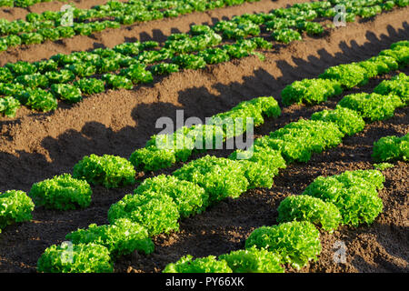 Farming lettuce. Closeup of fresh green lettuce still in the soil in early morning sun Stock Photo