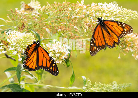 White Butterfly bush with a migrating Monarch butterfly refueling on nectar, and another one on the background Stock Photo